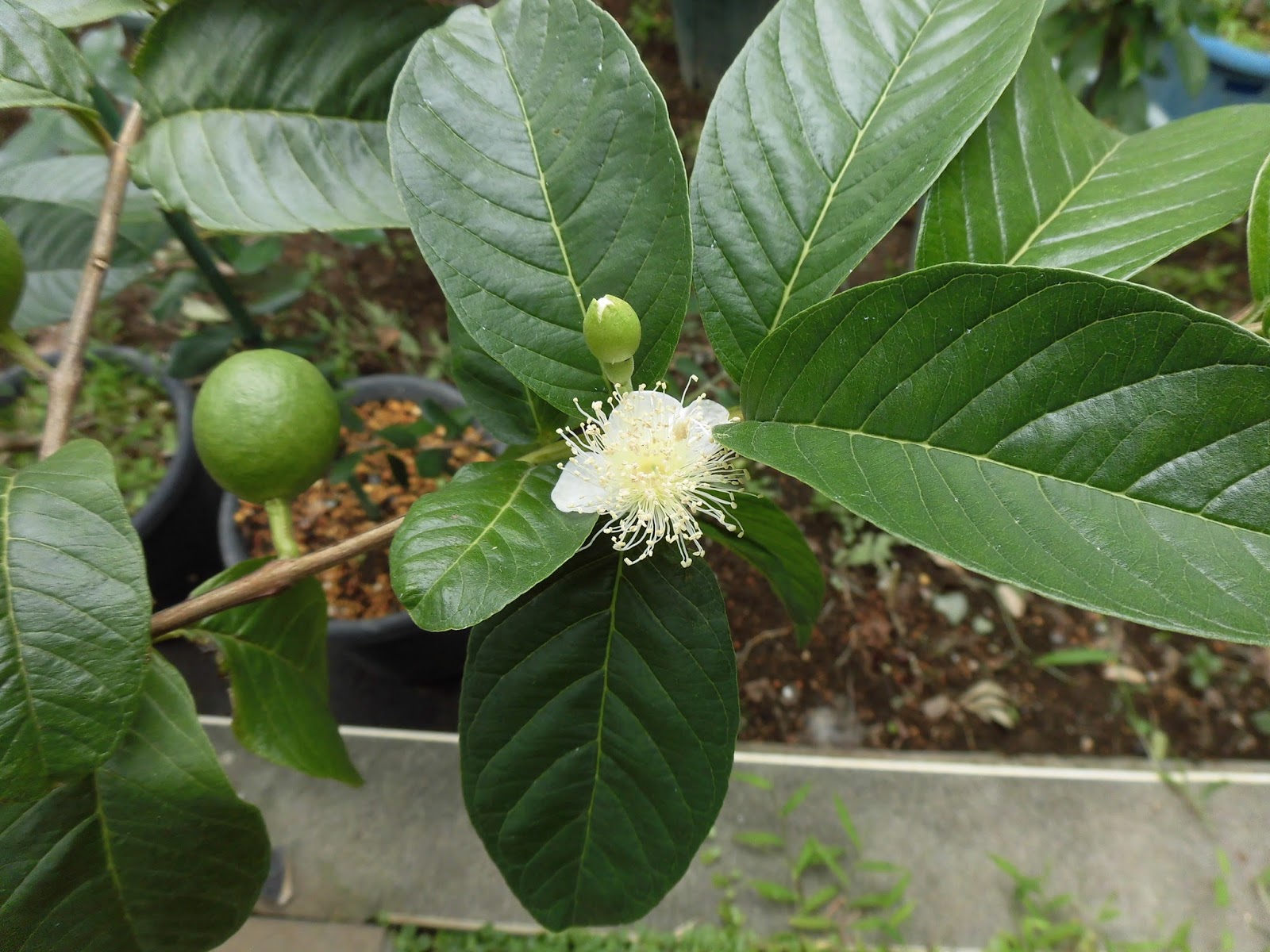 Превью Шириша,
Папайа,
Банан,
Тал